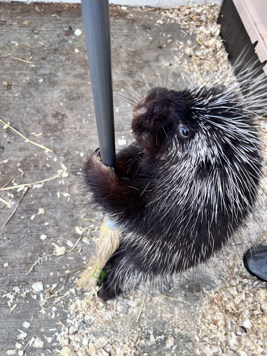 Happy World Porcupine Day! ✨🦔 Did you know? Here at the zoo we house the North American Porcupine as well as the Prehensile-Tailed Porcupine!

Come celebrate these prickly (but lovable!) creatures with us today! Open daily from 10 AM - 4:30 PM ❤️ #UticaNY