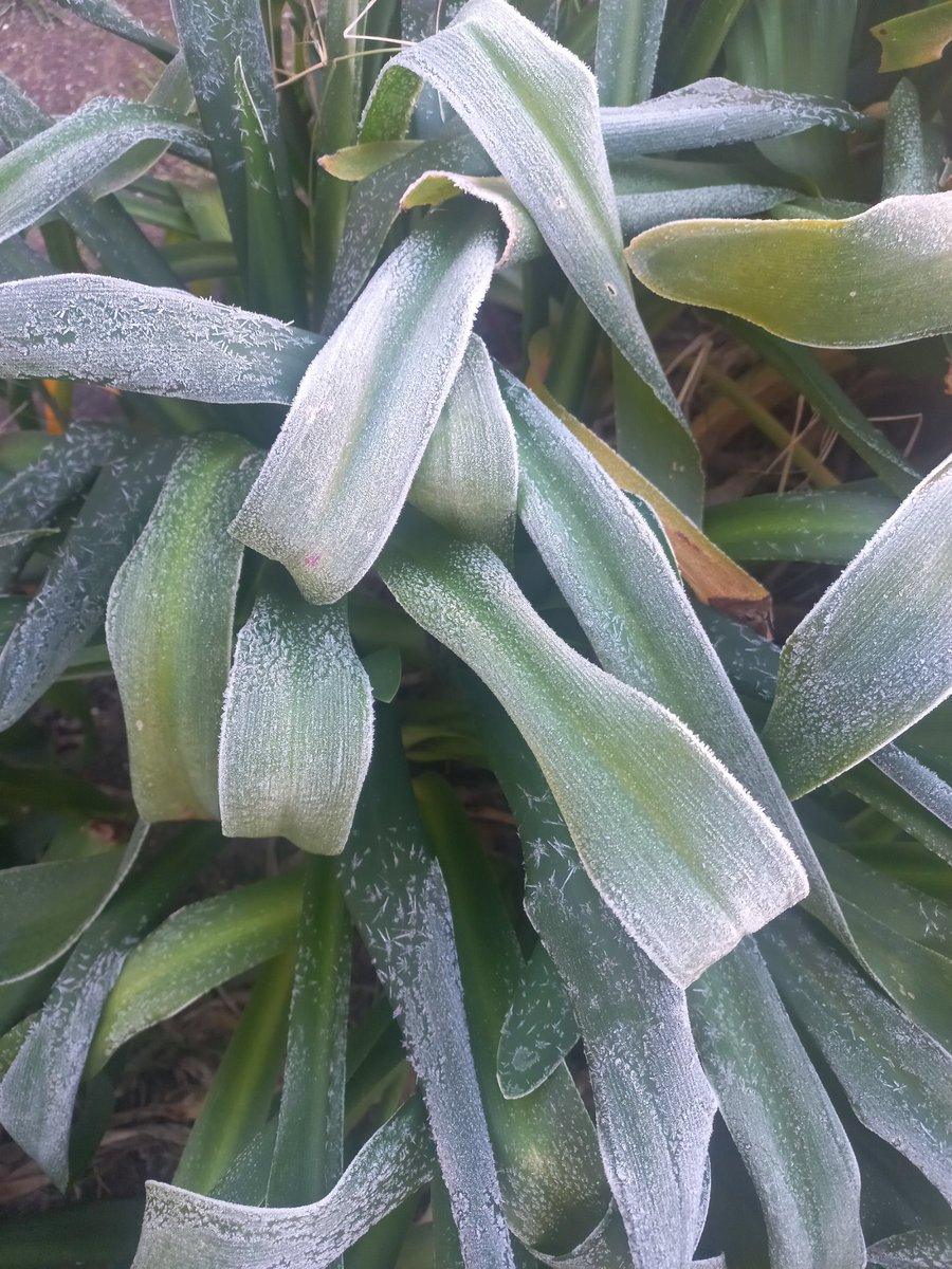 Buenos y helados días! Mis pobres plantas soportando la helada y la térmica de -5° en Castelli, provincia de Buenos Aires
#OlaPolar #heladas