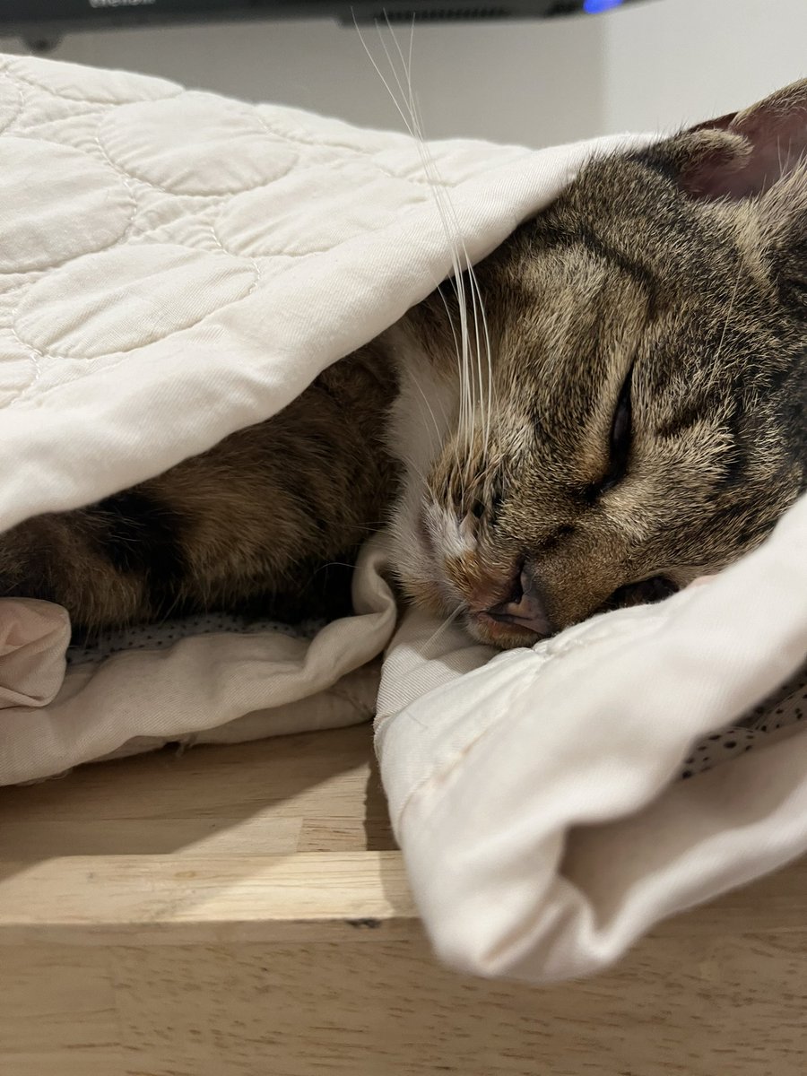 저녁에 에단이가 죽어 있는 걸 발견했다. 어제까지만 해도 멀쩡하던 애가. 지금 장례식장에 왔다. 너무 황망하다.