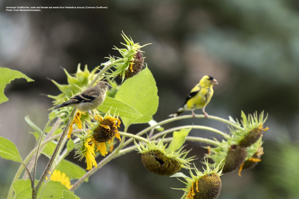 Audubon North Carolina (@audubonnc) on Twitter photo Senate Bill 391 just became law and contains a suite of bird-friendly native plant policies! Thanks to primary sponsors <a href="/SenBillRabon/">Senator Bill Rabon</a>, <a href="/SenatorSawyer/">Senator Vickie Sawyer</a>, and <a href="/SenatorLazzara/">Senator Michael Lazzara</a> for helping create more habitat, food, and resources for birds and healthier environments for people. #ncga Senate Bill 391 just became law and contains a suite of bird-friendly native plant policies! Thanks to primary sponsors <a href="/SenBillRabon/">Senator Bill Rabon</a>, <a href="/SenatorSawyer/">Senator Vickie Sawyer</a>, and <a href="/SenatorLazzara/">Senator Michael Lazzara</a> for helping create more habitat, food, and resources for birds and healthier environments for people. #ncga