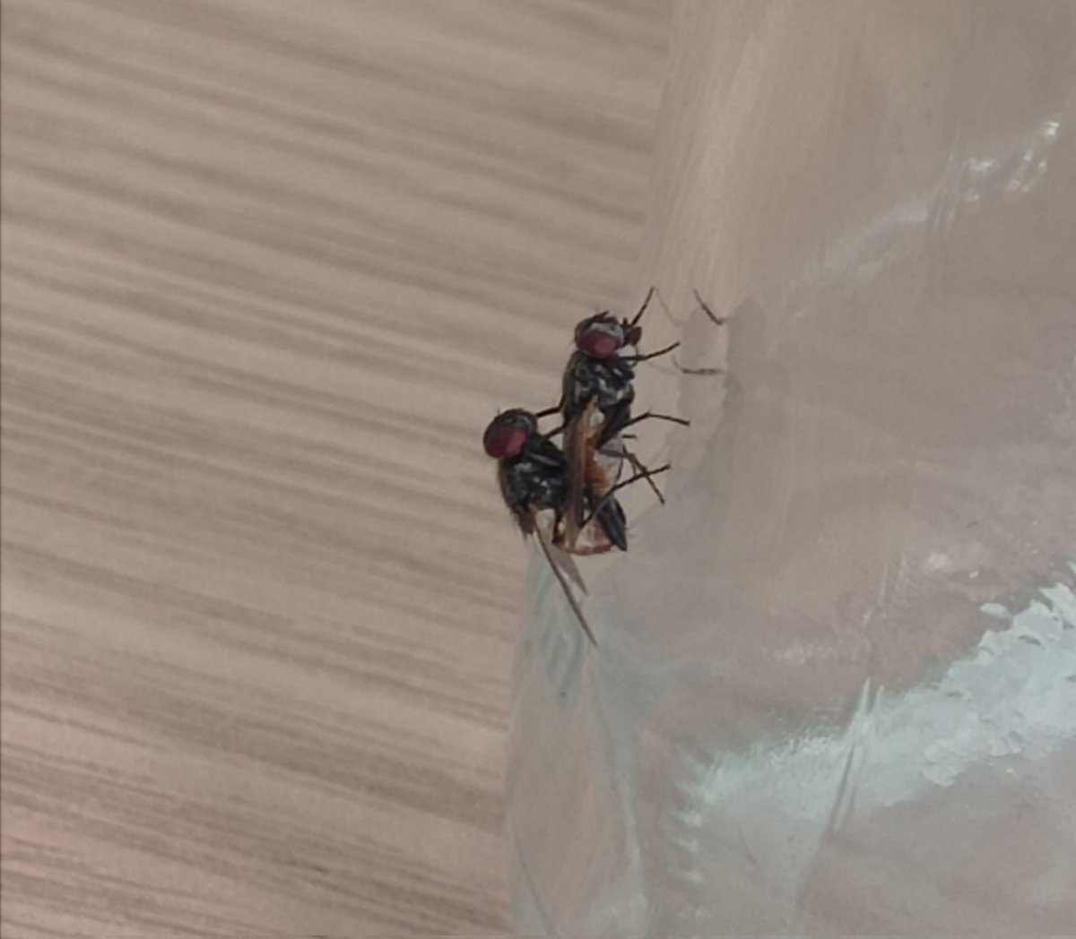 Yaa ben o bardaktan su içiyorum, fingirleşecek başka yer mi kalmadı 😂