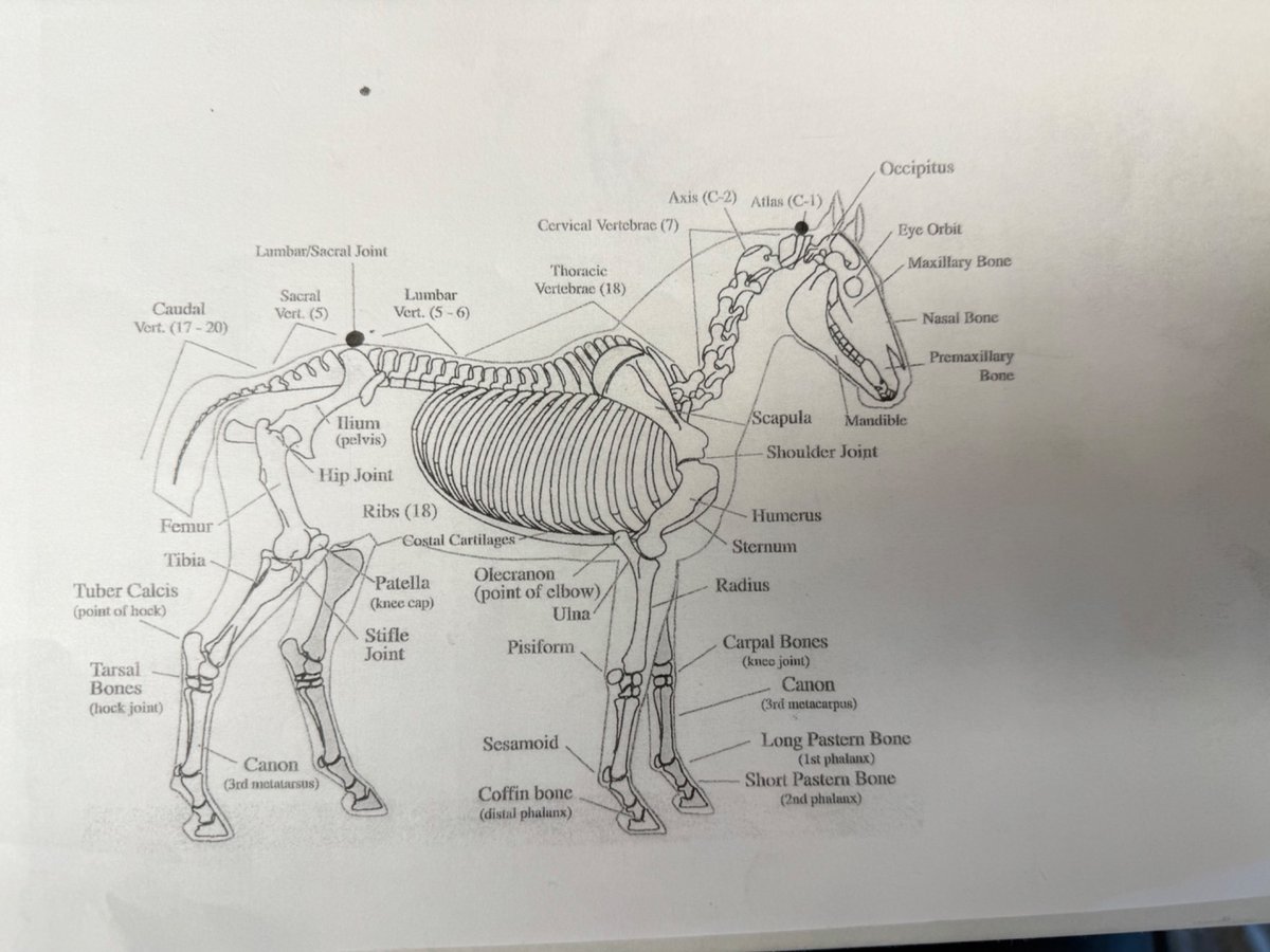 DavidBarista's tweet photo. Day 3: Anatomy Lesson from Shelly Hunter. Some progress on sculpture. Very blessed for the mentorship and opportunity to learn. #SculptureDetails #EquineSculpture #ArtisticProcess #DetailWork #WorkshopProgress #EquineArt #ArtInProgress #craftmanshipmatters https://t.co/C6Izp8mmxR
