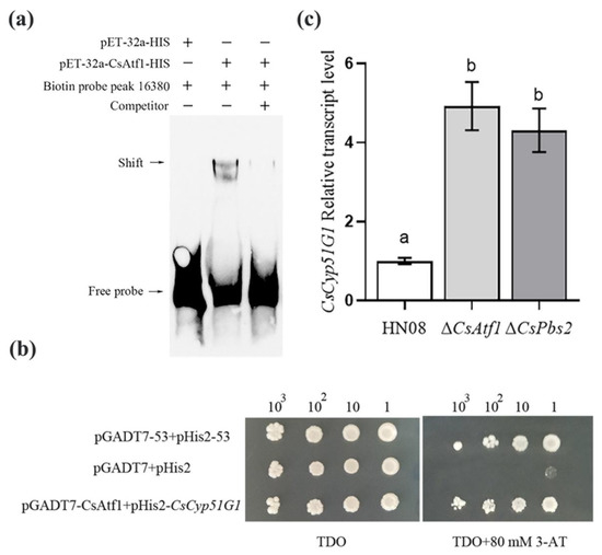 🧬 CsAtf1 increases fludioxonil sensitivity in Colletotrichum siamense by negatively regulating the cytochrome P450 gene CsCyp51G1. A deeper look into fungicide response! 🍄🔬 #FungalGenomics #PlantPathology #RNASeq #ChIPSeq 
doi.org/10.3390/jof810…