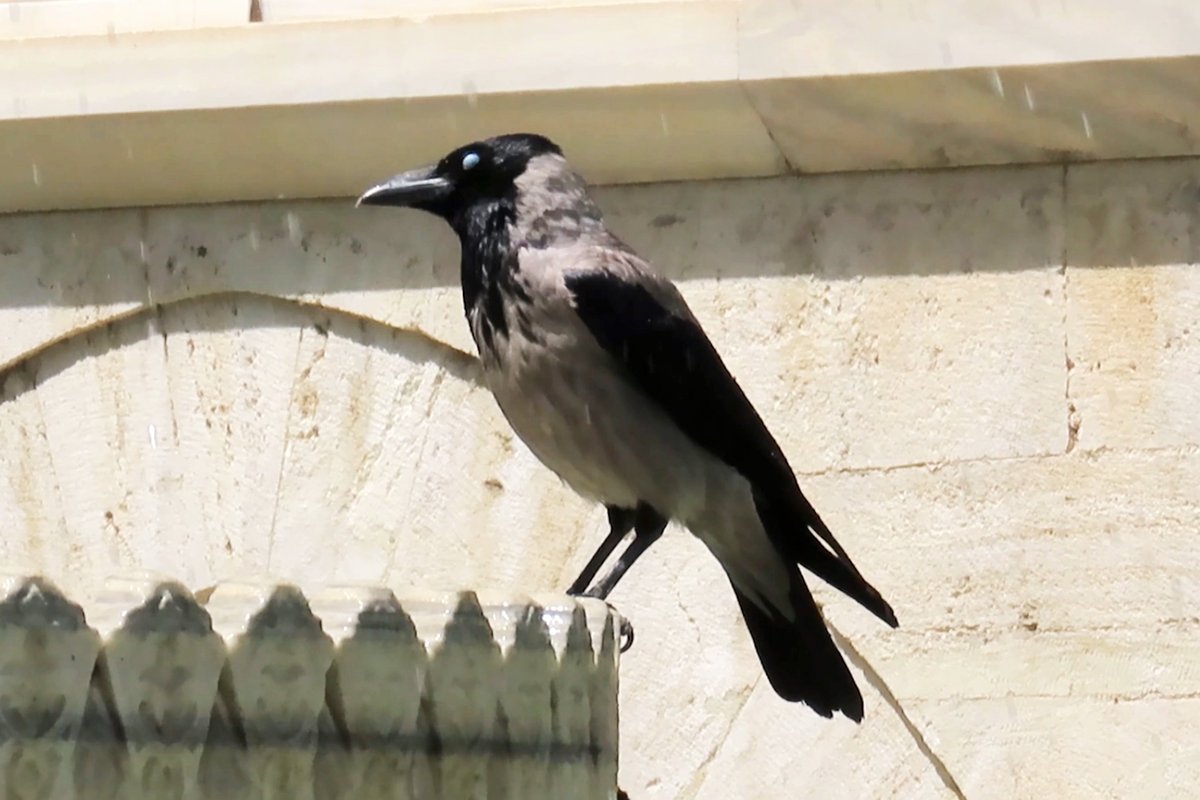 #BirdsSeenIn2025

#BONTE_KRAAI (CORVUS CORNIX)

Gezien 08-05-2025 in Istanbul Turkije

<a href="/vogelnieuws/">Vogelbescherming NL</a> <a href="/observation/">Observation</a> <a href="/Sovon/">Sovon Vogelonderzoek Nederland</a> <a href="/Britnatureguide/">The British Nature Guide</a>