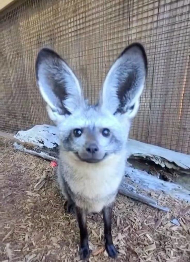 I have two questions.

How good or bad of a state is Marvel Rivals in rn?

How good is my goat Mister Fantastic rn?