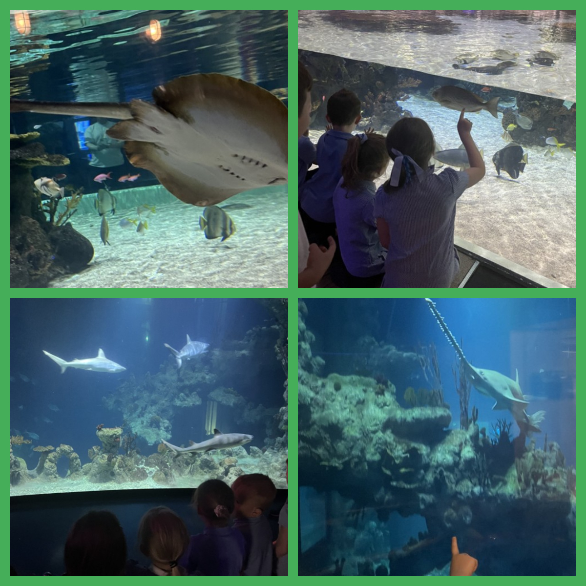 Year 1 children had a fabulous time at @thedeephull aquarium yesterday! They discovered some amazing creatures, from sharks and rays to a coral habitat and a colony of Gentoo penguins. An exciting trip with an important focus on conservation and how we can look after our oceans.