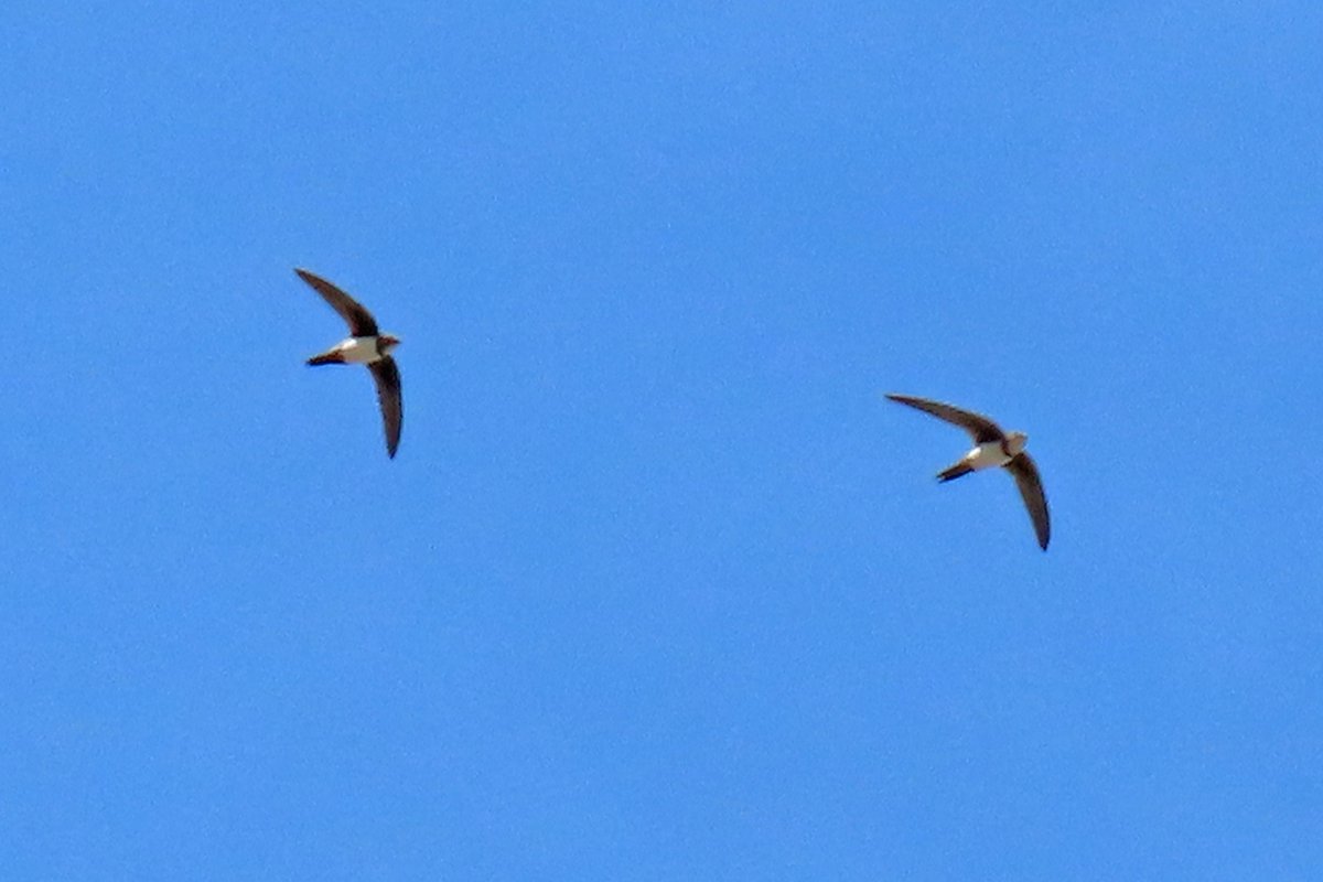 #BirdsSeenIn2025

#ALPENGIERZWALUW (Tachymarptis melba)

Gezien 08-05-2025 in Istanbul Turkije

<a href="/vogelnieuws/">Vogelbescherming NL</a> <a href="/observation/">Observation</a> <a href="/Sovon/">Sovon Vogelonderzoek Nederland</a> <a href="/Britnatureguide/">The British Nature Guide</a>