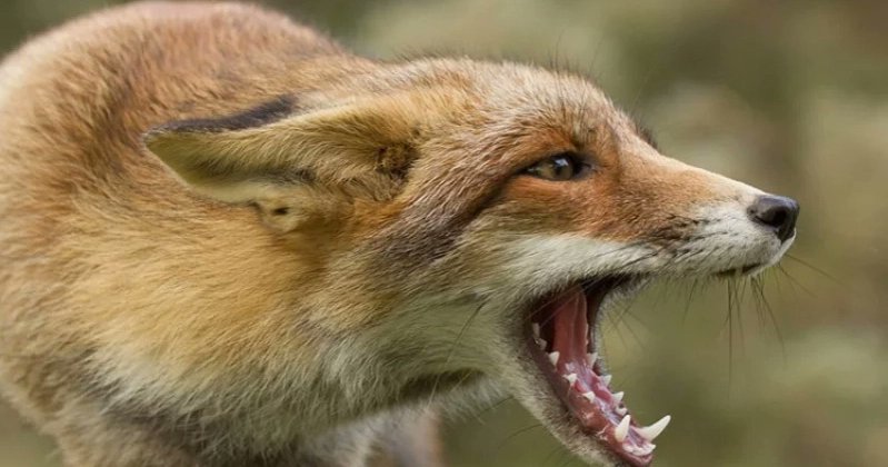 নওগাঁয় শিয়ালের কামড়ে আহত ১০, আতঙ্কে এলাকাবাসী