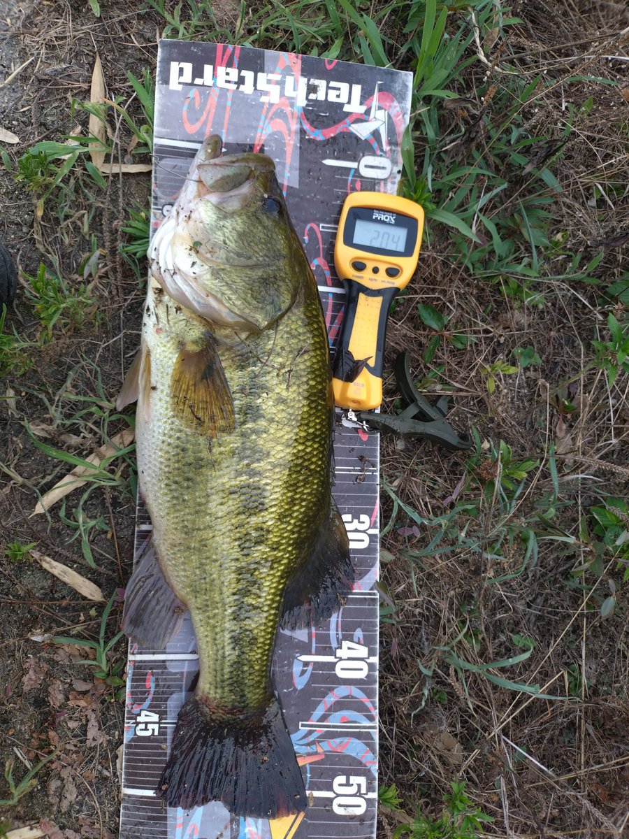 カリオサイトで50UP😁😀 今年13本目の50UP👍 #フロントフラッパー