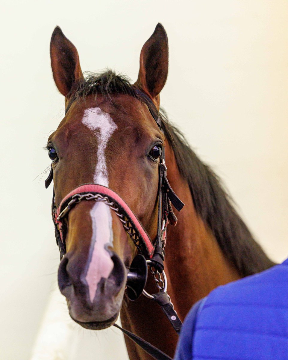 World Pool (@worldpool) on Twitter photo Up close with <a href="/JustinSnaith/">Justin Snaith</a>'s leading G1 Durban July contender, EIGHT ON EIGHTEEN! 😍🇿🇦
📸 <a href="/CandiesePhoto/">Candiese Lenferna</a> | #WorldPool Up close with <a href="/JustinSnaith/">Justin Snaith</a>'s leading G1 Durban July contender, EIGHT ON EIGHTEEN! 😍🇿🇦
📸 <a href="/CandiesePhoto/">Candiese Lenferna</a> | #WorldPool