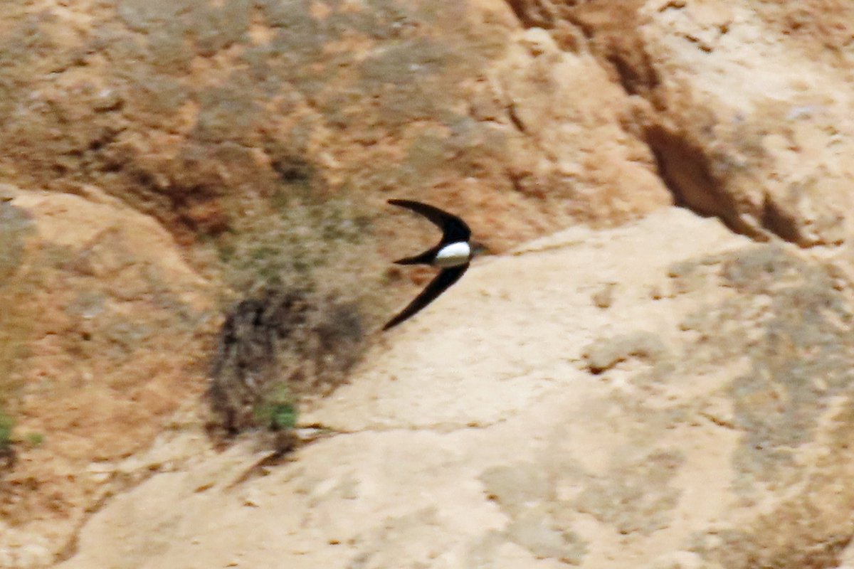 #BirdsSeenIn2025

#ALPENGIERZWALUW (Tachymarptis melba)

Gezien 14-05-2025 in Cappadocië Turkije

<a href="/vogelnieuws/">Vogelbescherming NL</a> <a href="/observation/">Observation</a> <a href="/Sovon/">Sovon Vogelonderzoek Nederland</a> <a href="/Britnatureguide/">The British Nature Guide</a>