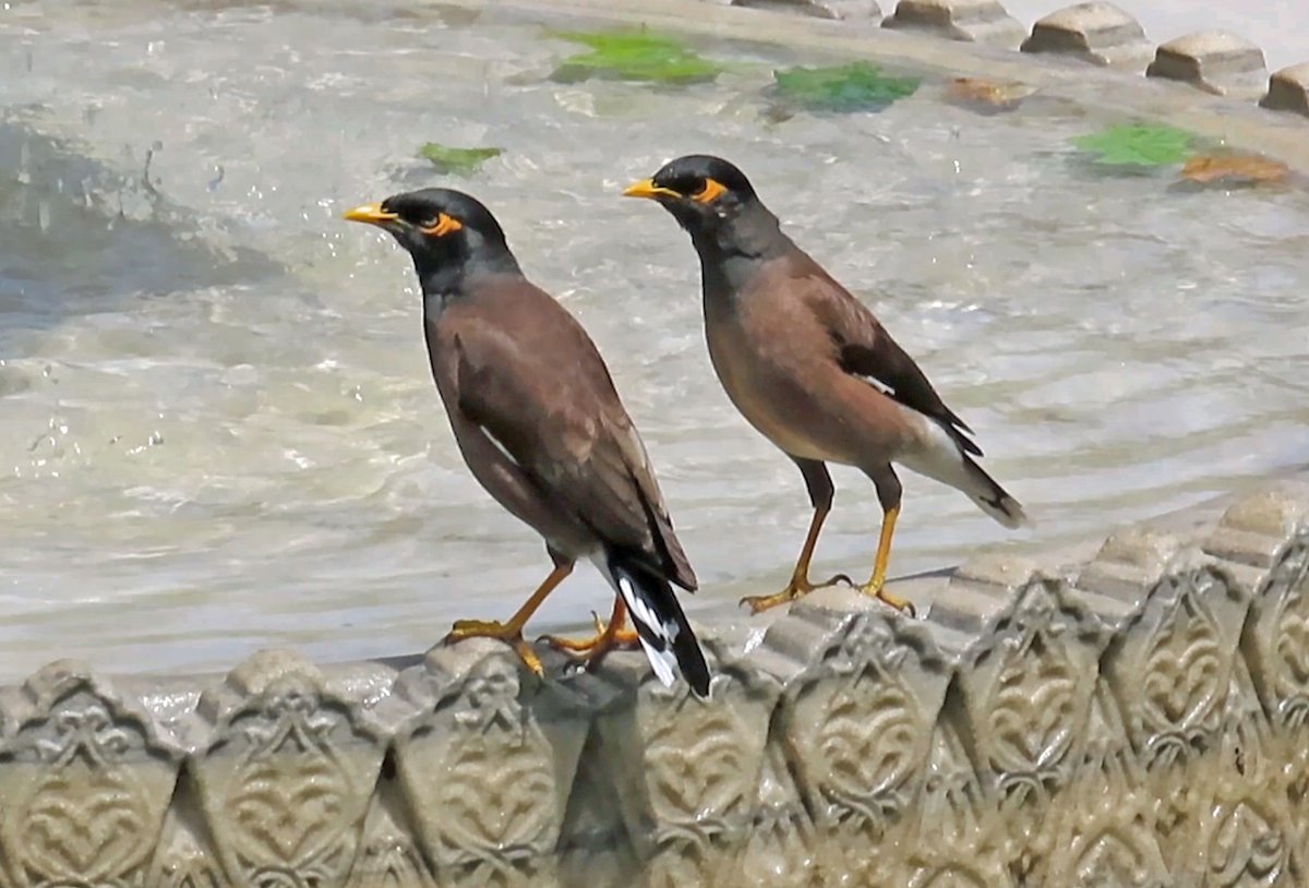 #BirdsSeenIn2025

#TREURMANIA (ACRIDOTHERES TRISTIS)

Gezien 08-05-2025 in Istanbul Turkije

<a href="/vogelnieuws/">Vogelbescherming NL</a> <a href="/observation/">Observation</a> <a href="/Sovon/">Sovon Vogelonderzoek Nederland</a> <a href="/Britnatureguide/">The British Nature Guide</a>
