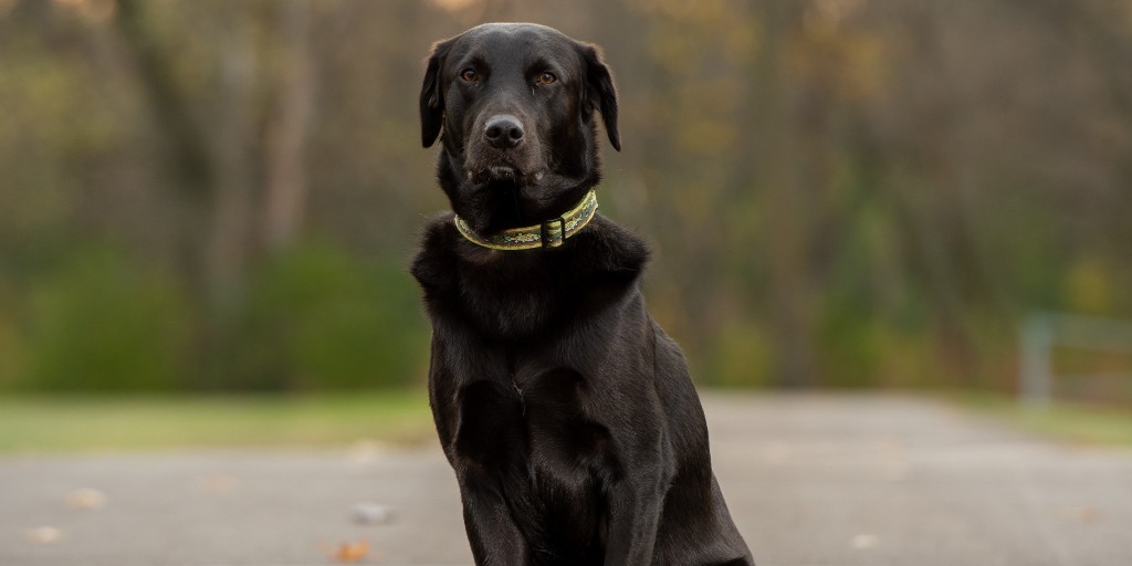 umnVMC's tweet photo. The UMN Clinical Investigation Center (CIC) has an open trial called "Canine brain tumor trials: Glioma". The goal of the Canine Brain Tumor Clinical Trial Program, which has multiple trials, is to offer cutting-edge therapy to dogs.  Read more here: https://t.co/10VVx92goB https://t.co/Ug6vQOBehH