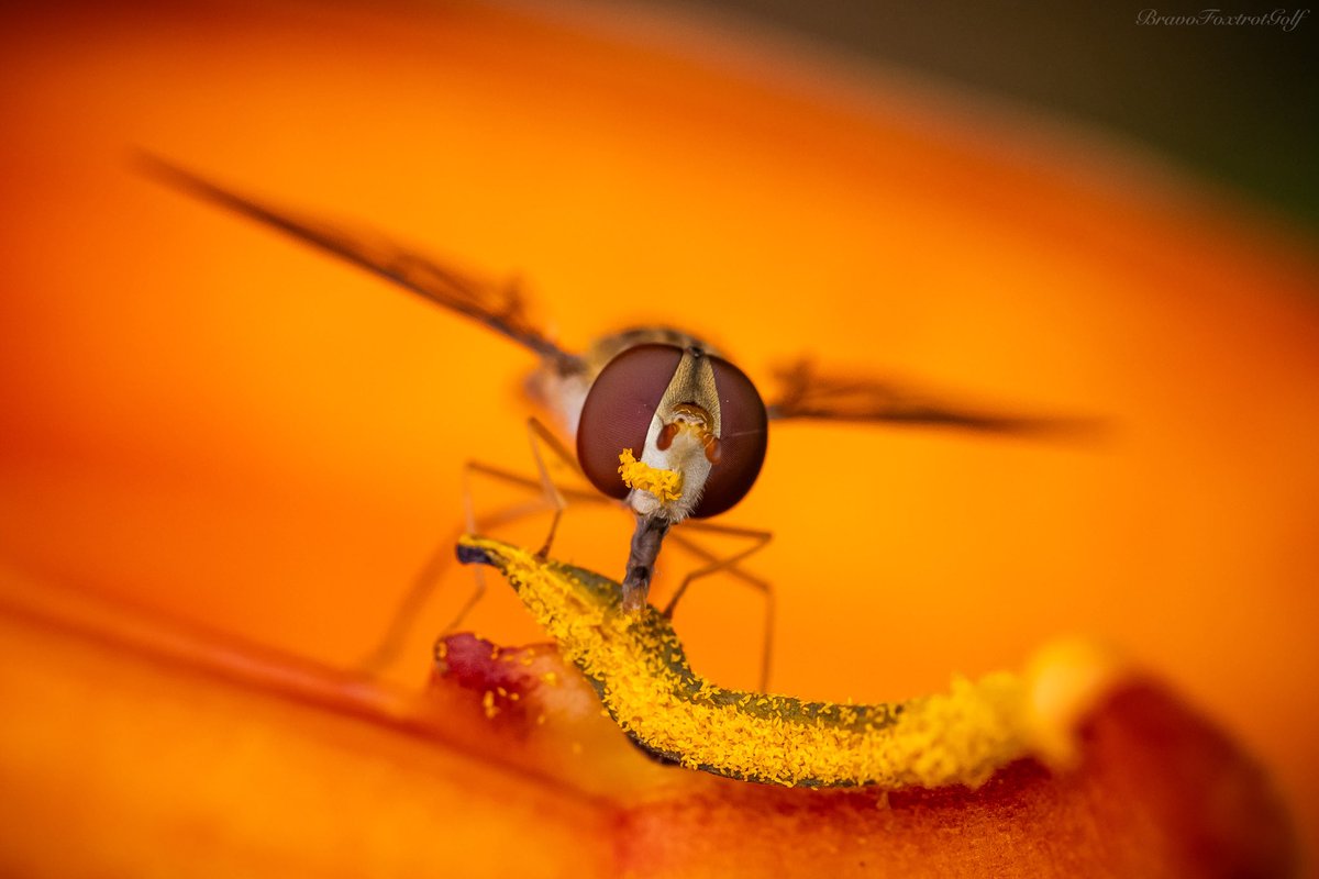 Hoverfly this morning enjoying the pollen on the day lillies, he’s got a fair bit on his face tho.

#macro #macrophotography #hoverfly #insect #bug #nature #NaturePhotography #nature #Wimbledon #tennis #garden #flower