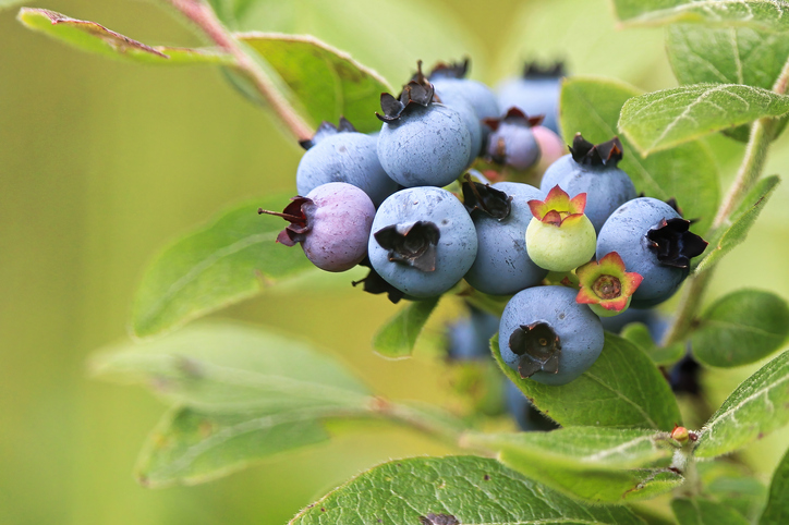 Fun Farm Fact: #Blueberry🫐season has arrived here in WV! If you plan to pick your own, choose firm, deep blue-purple blueberries with a silver sheen. Avoid soft berries or unripe berries that are green or reddish in color. Don't wash your berries until you're ready to eat them!