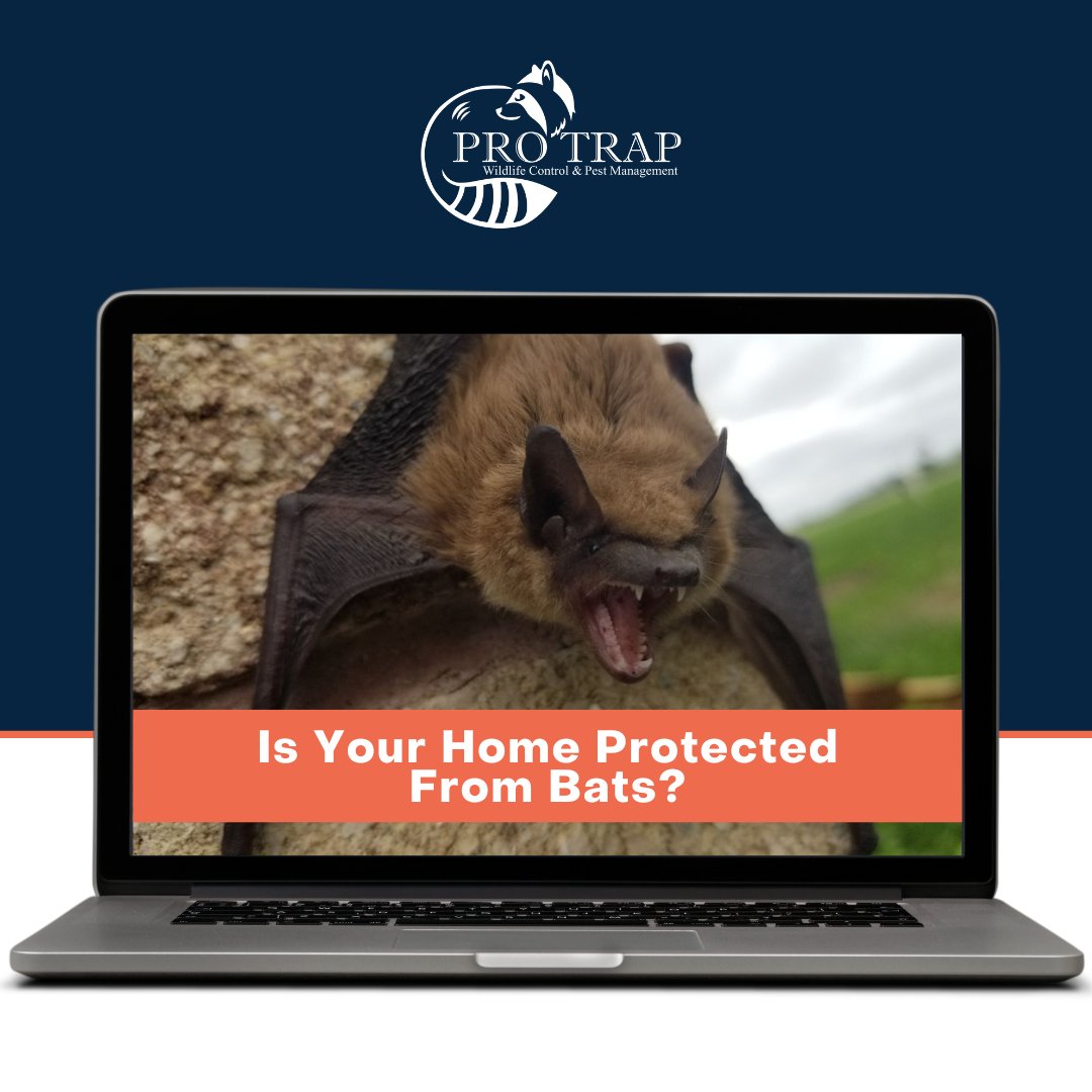 🦇 Bats in the attic?
They may be small, but they can cause big problems—property damage, bad odors, and health risks.

Call Pro Trap for safe, humane removal.
📞 (226) 350-7378

#BatRemoval #WildlifeHelp #ProTrap #HomeProtection