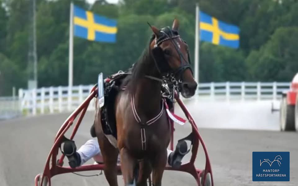 Uppåtform hos Stefan P Pettersson

Efter en formsvacka före och efter maj verkar formen nu uppåtgående hos Stefan. Seger blev det i fredags för treåriga May Day (bilden). Några dagar senare ville inte Mahakala var sämre, då hon vann på Mp.
Läs mer på: mantorphastsportarena.se/nyheter/uppatf…