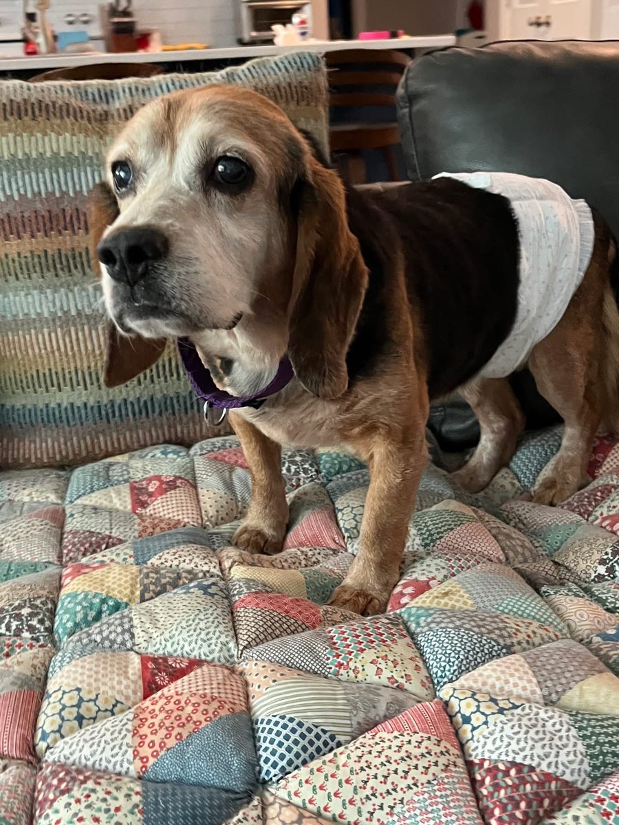 Adoptable beagle of the day-MEATBALL! tribeagles.org/product/meatba…