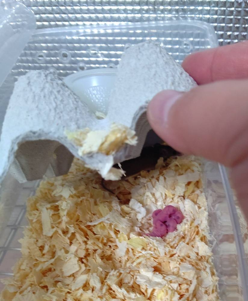 めちゃくちゃ可愛いチビネズミ🐭
たくさん赤ちゃん増えてきました！！✨☺
業者の方もお問い合わせお待ちしてます✨

お客様からは
（想像以上に実物小さい！！）
（めちゃくちゃ可愛い、、）
（ずっと見てられる〜）
と言われますw
とにかく実際に見てください！👀

#アフリカチビネズミ