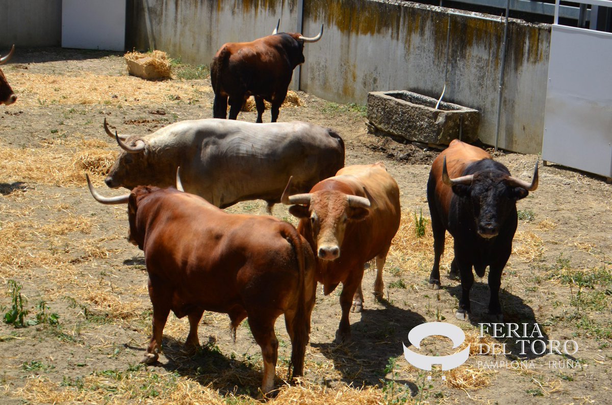 Las puntas de los 'cebaditas' vs las bolitas de los de Álvaro Núñez en los corrales del gas de Pamplona.  Por una fiesta íntegra.. ¡Sin toro nada tiene importancia.
#Feriadeltoro
#SanFermin