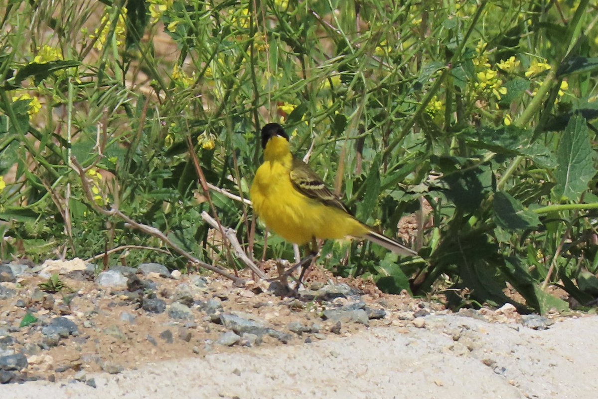Genieten van Vogels en Natuur (YouTube H vd B) tweet media