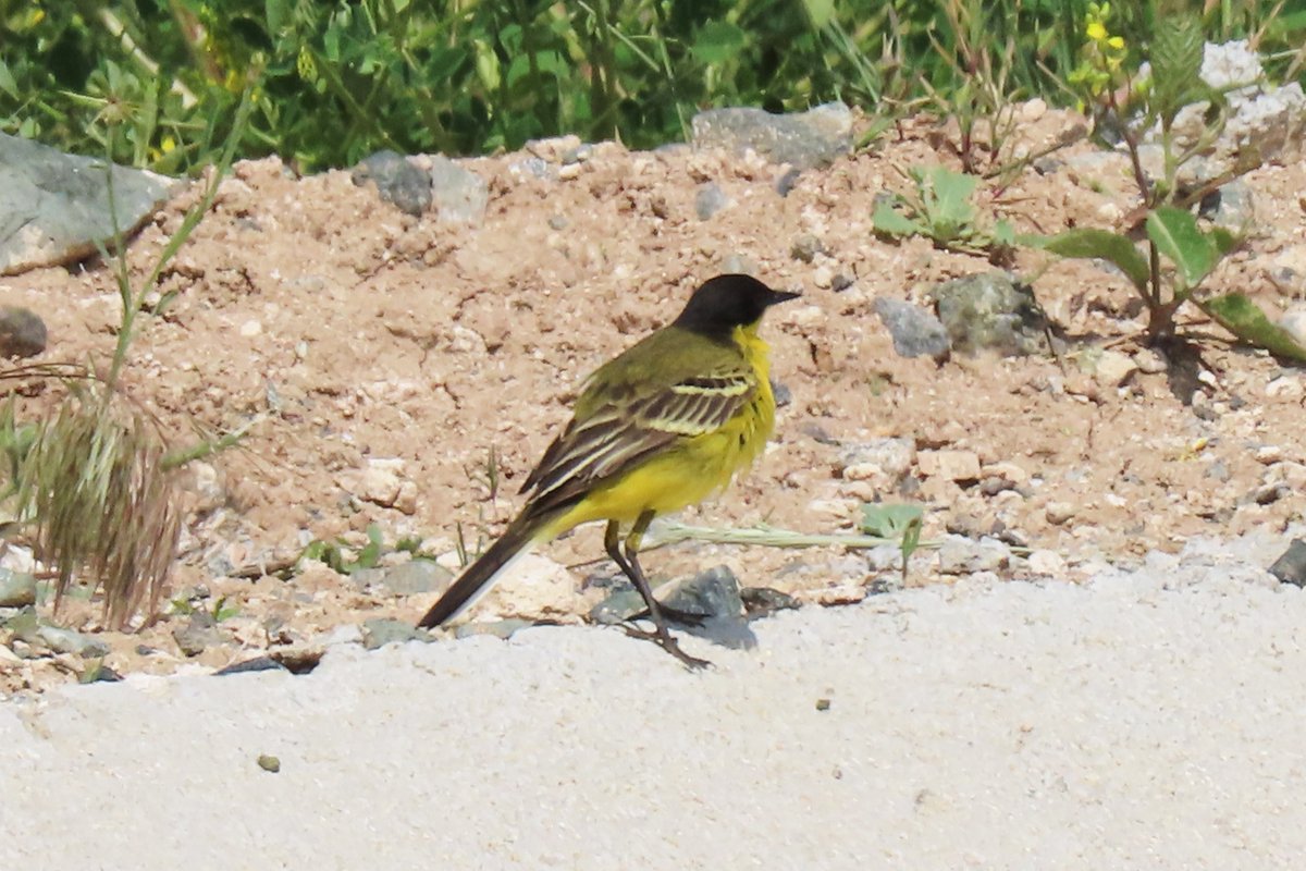 #BirdsSeenIn2025

#BALKANKWIKSTAART (Motacilla flava feldegg)

Gezien 13-05-2025 tijdens een rondreis in Turkije

<a href="/vogelnieuws/">Vogelbescherming NL</a> <a href="/observation/">Observation</a> <a href="/Sovon/">Sovon Vogelonderzoek Nederland</a> <a href="/Britnatureguide/">The British Nature Guide</a>
