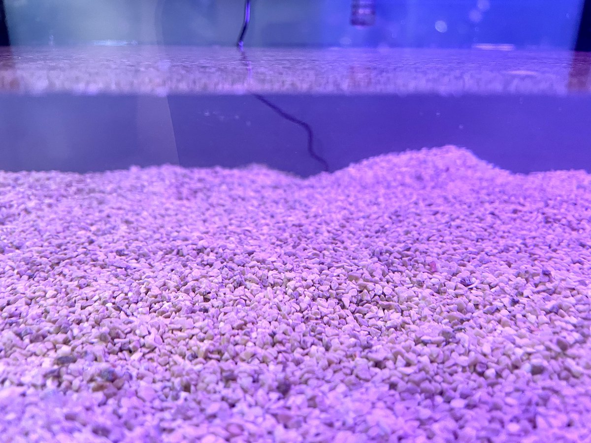 イソギン購入→水槽立ち上げ検討してる方が割とおられるので… 海水初心者さんへ。 サンゴ砂は 【シンセー コーラルサンド】 をオススメします ...