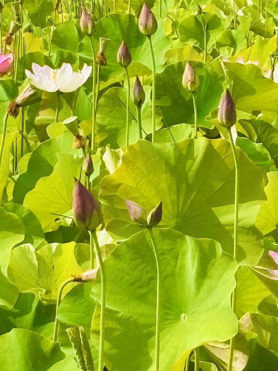 Ut74SDcPm725252's tweet image. 今年も会えました(∩˃o˂∩)♡
見ると幸せになれる🍀*゜
ステキな言い伝えがある
「双頭蓮」🪷
それも2つも🪷🪷
幸せ過ぎになる予感しかないꉂ🤭
皆さんにも幸せを届けたい(⑉• •⑉)❤︎
#ヤマサ蒲鉾本社工場
#蓮 #双頭蓮
#私の大切な宝者へ
#写真で伝えたい私の世界
#iPhone越しの私の世界