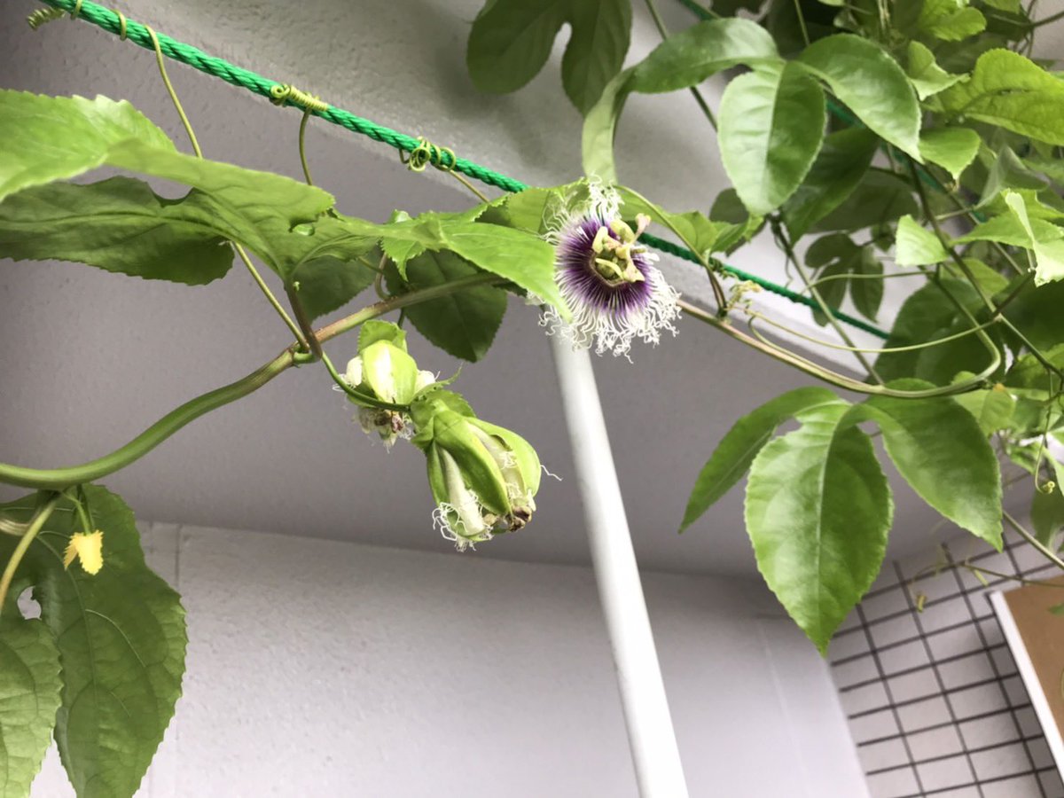 nao302500's tweet photo. パッションフルーツの花
 #名取さな生放送 https://t.co/8kTbpDNYrd