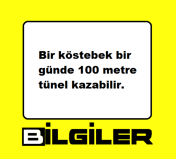 Bilgilertr's tweet photo. #bil #bilgi #bilgiler https://t.co/TckrAoEHuO