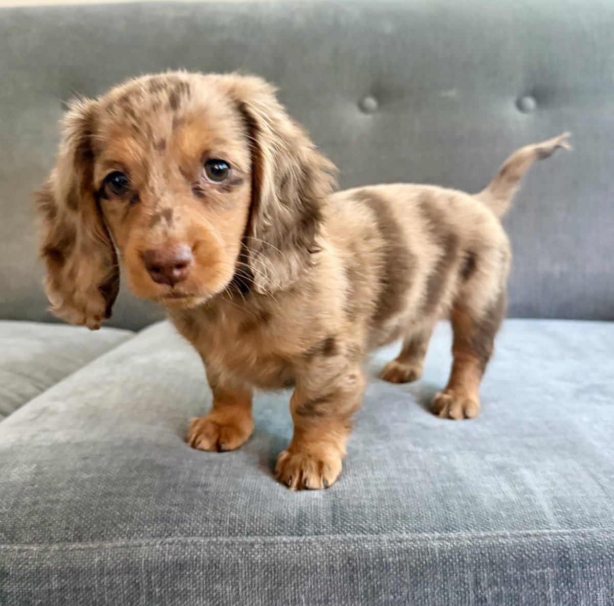 Shera Kutac Eichler tweet media