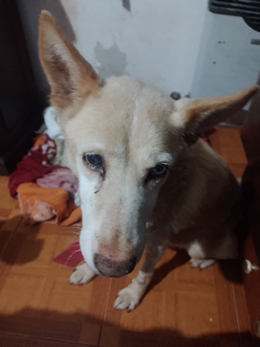 Mi Josefa está estáble....tiene el corazón agrandado 

Está medicada con pimoden y cardial b10

Con tantos casos no pude hacerle la placa ni la eco..pero si control y comprar su medicacion 
El q pueda usar siempre es bienvenido ❤️🙏

Alias 👉 Patitas.andy
Zona sur
 ⬇️ 1153393901