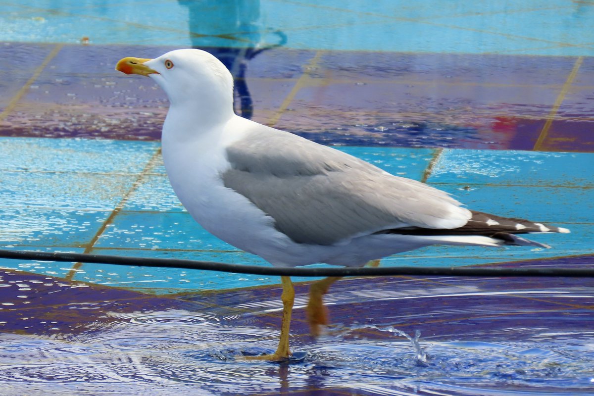 #BirdsSeenIn2025

#GEELPOOTMEEUW (LARUS MICHAHELLIS)

Gezien 08-05-2025 in Istanbul Turkije

<a href="/vogelnieuws/">Vogelbescherming NL</a> <a href="/observation/">Observation</a> <a href="/Sovon/">Sovon Vogelonderzoek Nederland</a> <a href="/Britnatureguide/">The British Nature Guide</a>