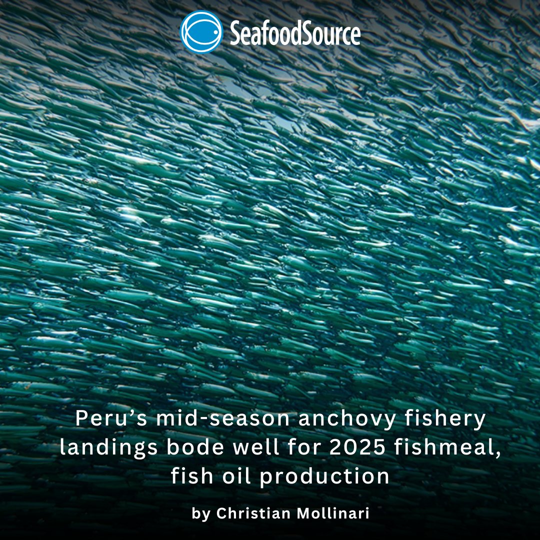 Peru's 1st 2025 anchovy season in the North-Central region is “well on track,” per IFFO—paving the way for strong fishmeal &amp; fish oil output this year.

Read the full story: seafoodsource.com/news/supply-tr…

#SeafoodSource #SEG26