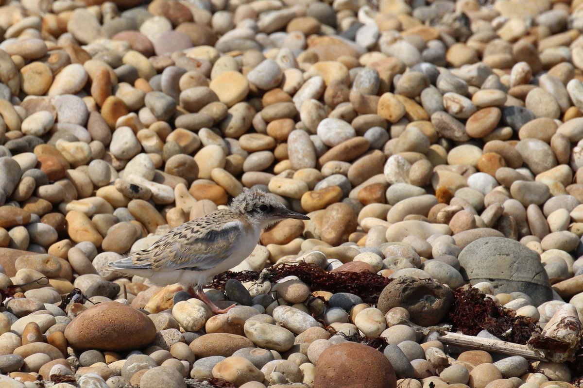 Chesil Little Tern Recovery Project tweet media