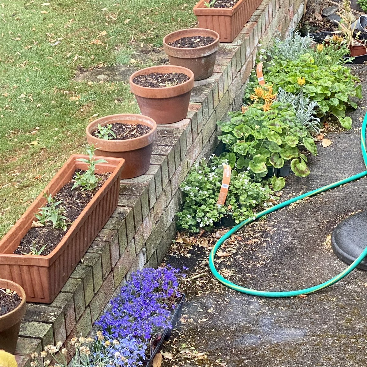 #AlphabetChallenge #WeekAforAlliteration
All annuals are alive and aligned!