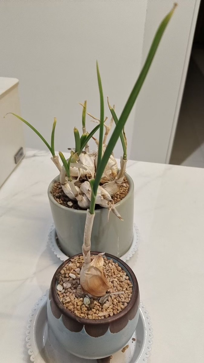 It has finally grown up! It can be used to stir-fry beef now😋