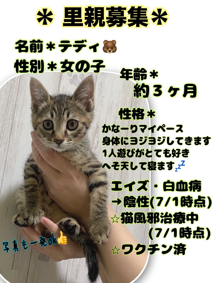 TANNKO_COS's tweet photo. ✨✨里親募集開始します！✨✨
場所は静岡市内です。県外、市外の方はご相談ください。
※写真にノミダニ記載が漏れてました。
ノミダニ(-)ですが念のためレボリューションを投与してます。
募集条件は以下に続きます👇
#保護猫活動 #静岡県 #静岡市　#保護猫　#里親募集　#拡散希望　#子猫 https://t.co/WV9zQ9d382