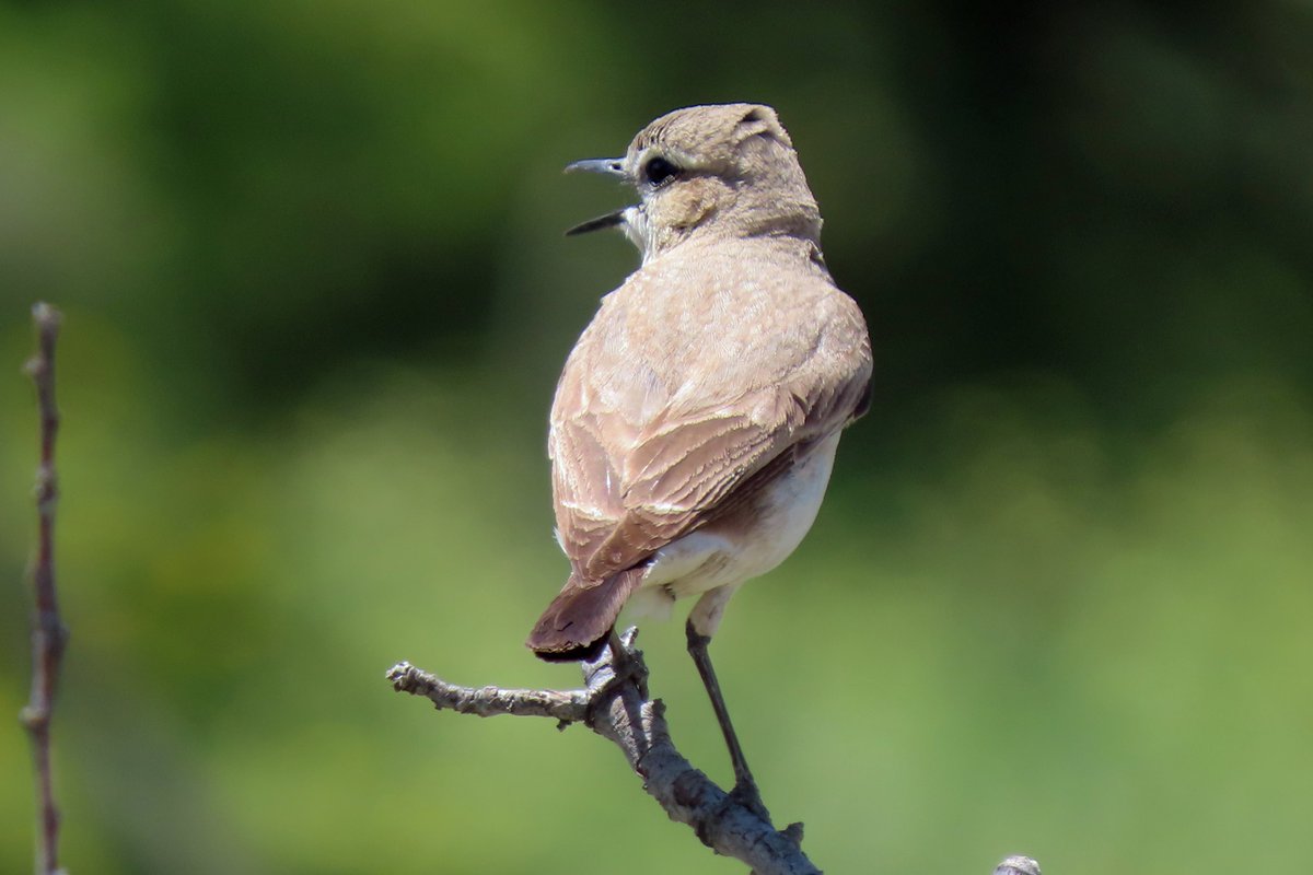 #BirdsSeenIn2025

#IZABELTAPUIT (OENANTHE ISABELLINA) deel 1

Gezien 18-05-2025 aan het Salda Meer in Turkije

<a href="/vogelnieuws/">Vogelbescherming NL</a> <a href="/observation/">Observation</a> <a href="/Sovon/">Sovon Vogelonderzoek Nederland</a> <a href="/Britnatureguide/">The British Nature Guide</a>