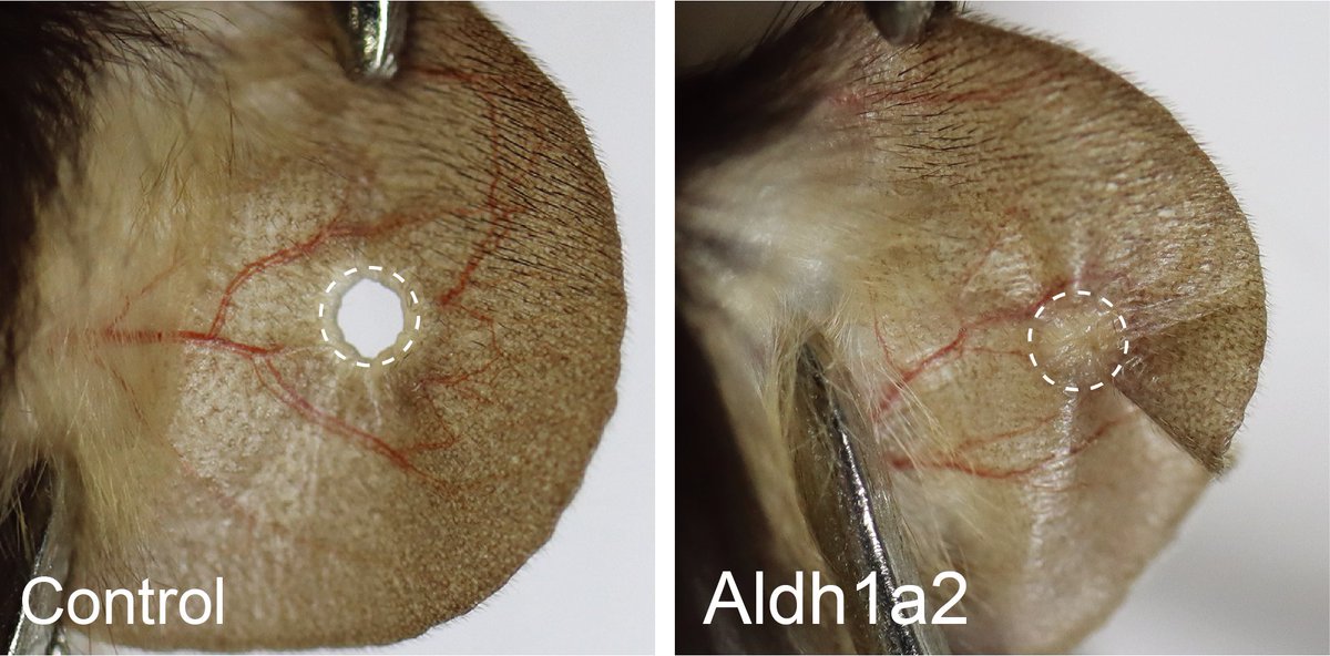 By flipping an evolutionarily disabled genetic switch involved in Vitamin A metabolism, researchers in Science have enabled ear tissue regeneration in mice. 

Learn more: scim.ag/44muTVr