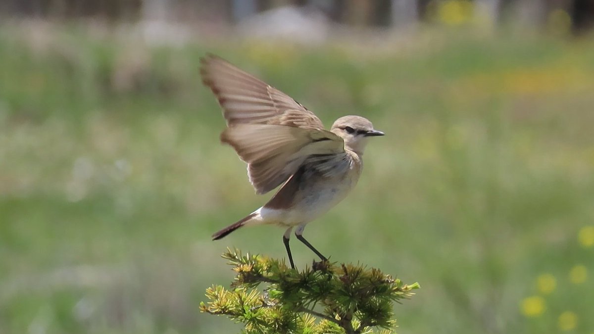 #BirdsSeenIn2025

#IZABELTAPUIT (OENANTHE ISABELLINA) deel 2

Gezien 18-05-2025 aan het Salda Meer in Turkije

<a href="/vogelnieuws/">Vogelbescherming NL</a> <a href="/observation/">Observation</a> <a href="/Sovon/">Sovon Vogelonderzoek Nederland</a> <a href="/Britnatureguide/">The British Nature Guide</a>