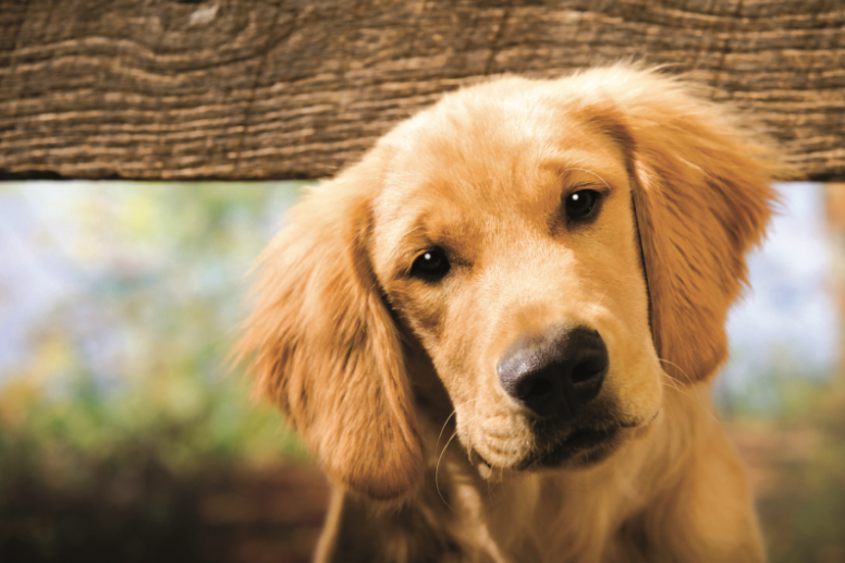 QUBAlumni's tweet image. Can your dog feel joy? Can a cat get lonely? Queen’s researchers are finding answers through science.
We discover how our furry friends experience emotion, how we can better understand their needs and how owning a pet boosts mental health.
And yes, watching cat videos really…