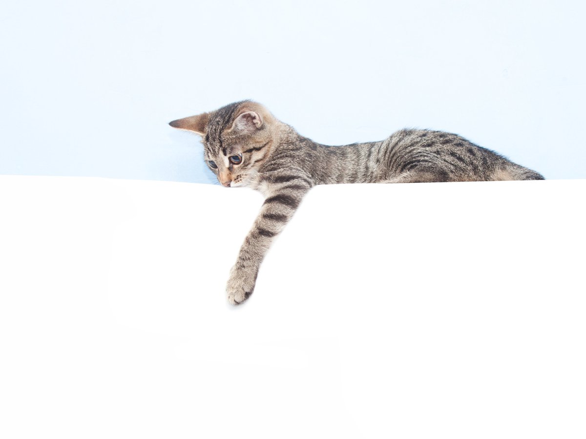 QUBAlumni's tweet image. Can your dog feel joy? Can a cat get lonely? Queen’s researchers are finding answers through science.
We discover how our furry friends experience emotion, how we can better understand their needs and how owning a pet boosts mental health.
And yes, watching cat videos really…