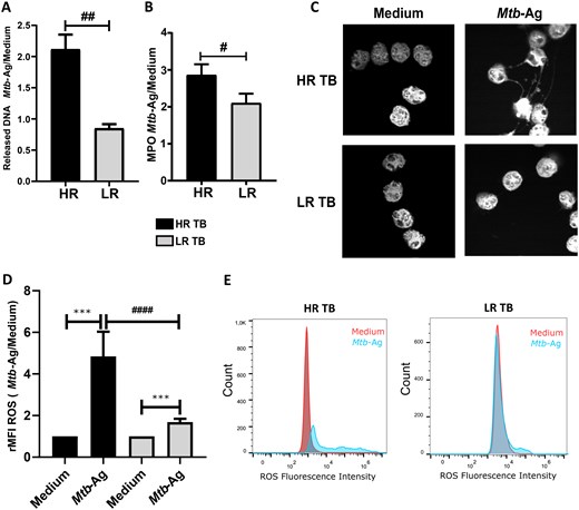 J_Immunol's tweet image. A June #TopRead identified different subtypes of neutrophils in #tuberculosis (TB) patients, indicating that neutrophils might be promising targets for TB host-directed therapy. Learn more: ow.ly/gBgR50WiiCr.