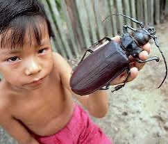ProfJaraqui's tweet photo. Titanus giganteus: o besouro que bota medo até em drone.
Chega a 17 cm.
Mora anos debaixo da terra e só sai pra fazer amor e morrer.
Antissocial, amazônico e com mandíbulas que quebram lápis.
Quer ver? Vem no mato.
🪲🔥
 #ProfessorJaraqui https://t.co/TjJdcViwEd
