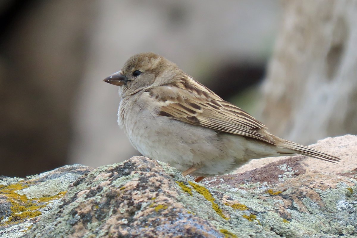#BirdsSeenIn2025

#SPAANSE_MUS ♀ (Passer hispaniolensis)

Gezien 13-05-2025 tijdens een rondreis in Turkije

<a href="/vogelnieuws/">Vogelbescherming NL</a> <a href="/observation/">Observation</a> <a href="/Sovon/">Sovon Vogelonderzoek Nederland</a> <a href="/Britnatureguide/">The British Nature Guide</a>