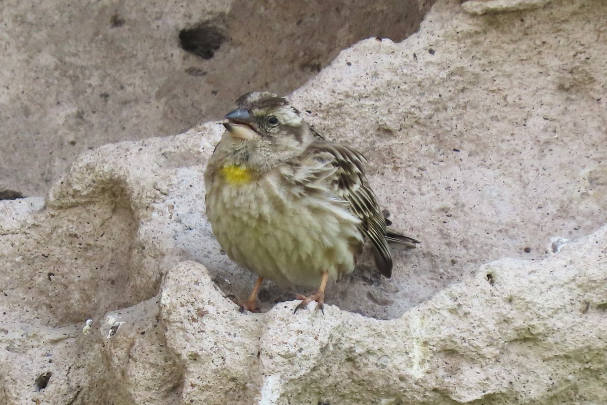 #BirdsSeenIn2025

#ROTSMUS (PETRONIA PETRONIA)

Gezien 13-05-2025 tijdens rondreis in Turkije

<a href="/vogelnieuws/">Vogelbescherming NL</a> <a href="/observation/">Observation</a> <a href="/Sovon/">Sovon Vogelonderzoek Nederland</a> <a href="/Britnatureguide/">The British Nature Guide</a>