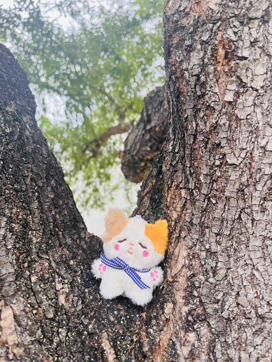 「ぼくはきみのみけねこ」8cmぬいぐるみの共同購入のご案内🐥

数量調査に参加されなかった方も
お迎えできます❣️

迷っていた方はぜひ💕

お申し込み方法はこちら
forms.gle/xYe6o7jYAzosNV…

皆さまのお迎えをお待ちしています🥰