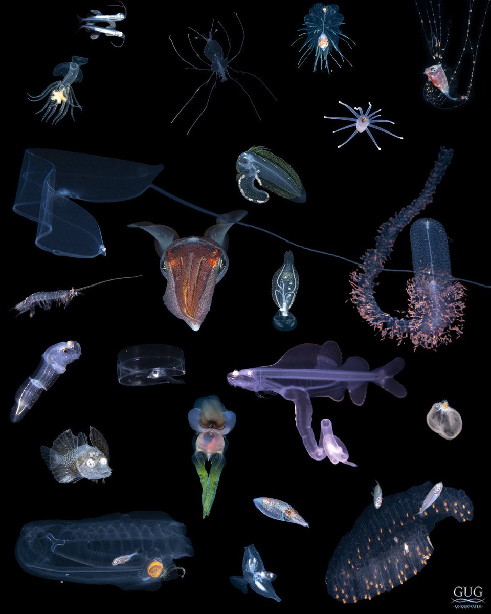 GugUnderwater's tweet image. Trying something new here…
Here’s a collage of images that didn’t make the cut; all the B and C-listers from one dive on March 6, 2024. Have fun zooming in and seeing how many you can ID!
#larvalfish #deepseacreatures #blackwater #blackwaterdiving #gugunderwater #gug