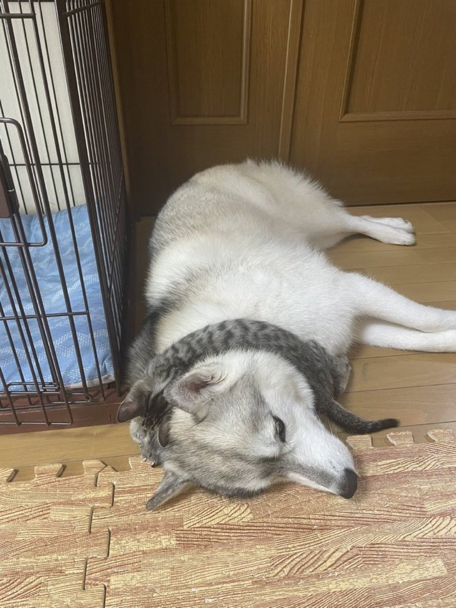犬がマフラーつけてると思ったら
脱力した猫だった